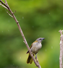 Saltator maximus