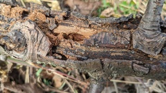 Resupinatus applicatus