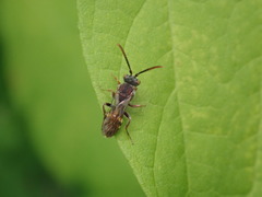 Nomada cuneata