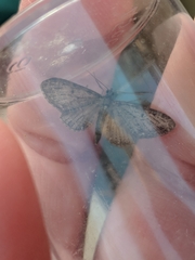 Eupithecia virgaureata