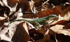 Anolis carolinensis
