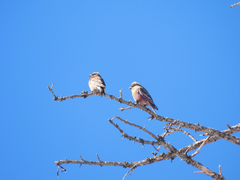 Leucosticte australis