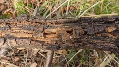 Resupinatus applicatus