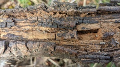 Resupinatus applicatus