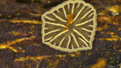 Resupinatus applicatus