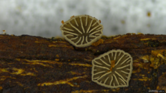 Resupinatus applicatus