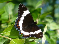 Limenitis arthemis rubrofasciata