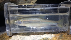 Cyprinella spiloptera