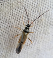 Cyllecoris histrionius