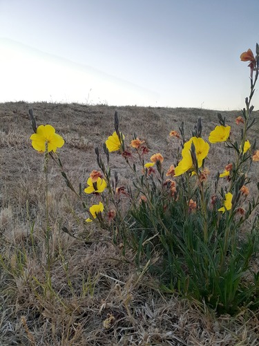 Oenothera stricta