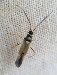 Cyllecoris histrionius