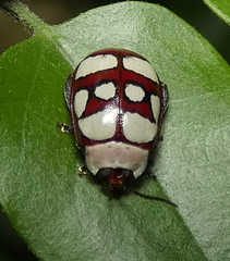 Alagoasa decemguttata