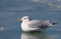 Larus argentatus × hyperboreus