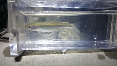 Cyprinella spiloptera