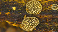 Resupinatus applicatus