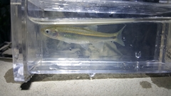 Cyprinella spiloptera