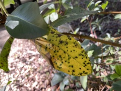 Ruptoseptoria unedonis