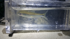 Cyprinella spiloptera