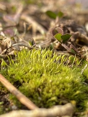 Weissia brachycarpa