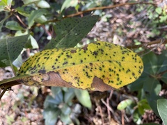 Ruptoseptoria unedonis