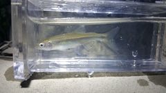 Cyprinella spiloptera