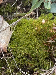 Weissia brachycarpa