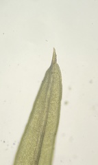 Weissia brachycarpa