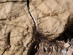 Polygala scoparioides