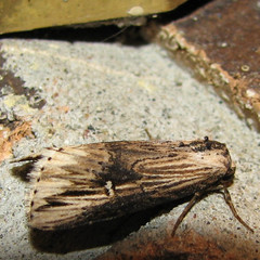 Crambodes talidiformis