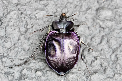 Unicolor Snail-eating Beetle photo 3