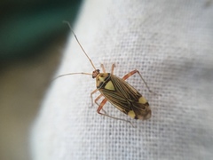 Rhabdomiris striatellus