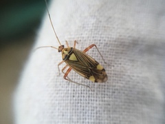 Rhabdomiris striatellus