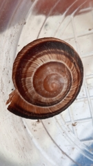 Helix lucorum