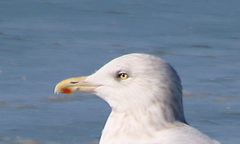 Larus argentatus × hyperboreus