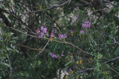 Lonchocarpus guatemalensis