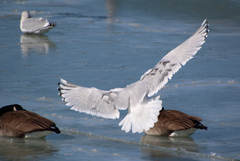 Larus argentatus × hyperboreus