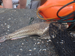 Genyagnus monopterygius