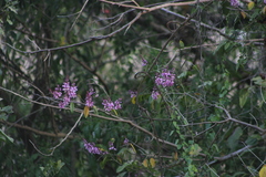 Lonchocarpus guatemalensis