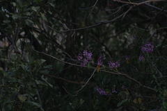 Lonchocarpus guatemalensis