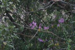 Lonchocarpus guatemalensis