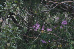 Lonchocarpus guatemalensis