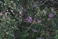 Lonchocarpus guatemalensis