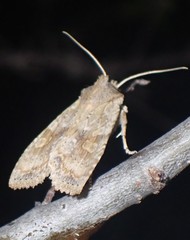 Lithophane bethunei