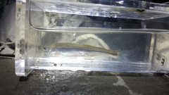 Notropis rubellus