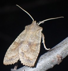 Lithophane bethunei