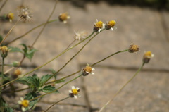 Tridax procumbens