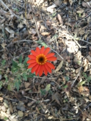 Adenophyllum aurantium