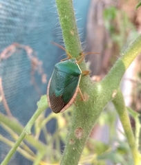 Edessa rufomarginata