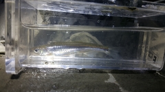 Notropis rubellus