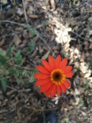 Adenophyllum aurantium